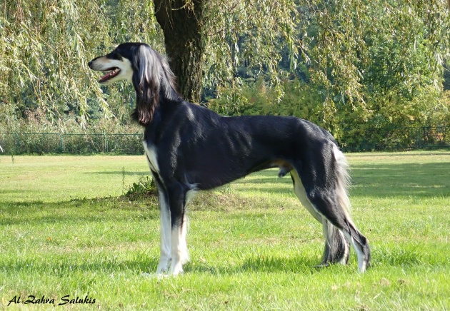 GUARDIAN Al Zahra